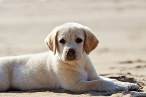 perrito labrador en la arena