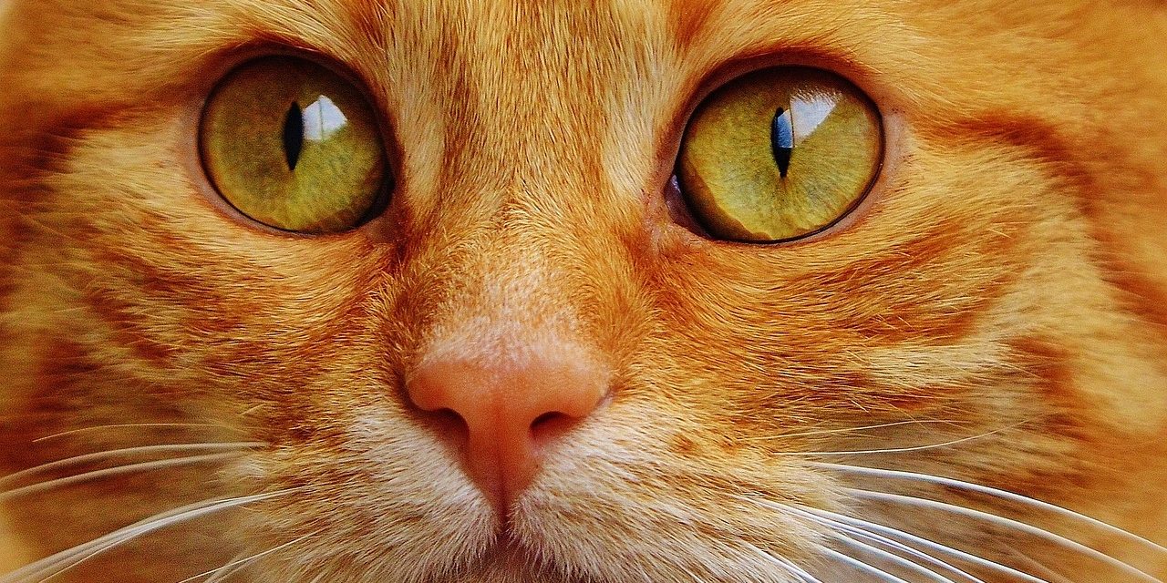 optimizar imagen de una web